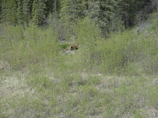 A brown bear, really