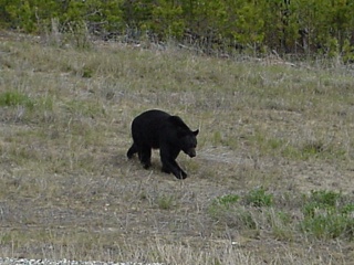 A black bear wandering along