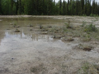 The hot swamp outside of the hot springs, home of the little yellow hotwater chub