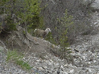 Brian likes the "bigfootish" quality of this picture of a goat/sheep of some kind