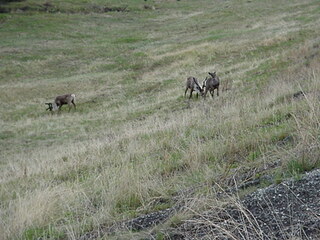 Caribou, we think