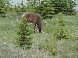 The whole elk