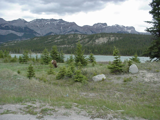 Beautiful scenery in Jasper National Park, and if you look closely, the hind end of an elk