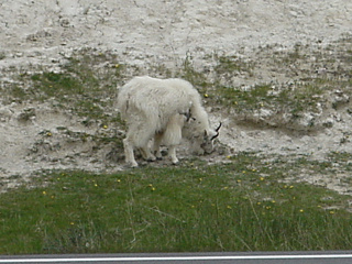 Brian thinks these may be mutant billy goats, Theresa thinks mountain goats