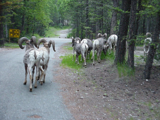 These creatures made it a little hard to find a campsite...