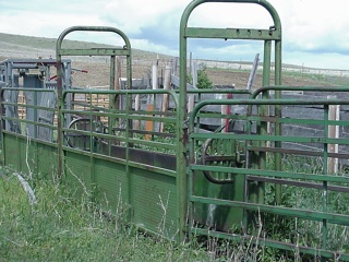 Part of the cattle handling operation, where cows are branded, immunized, steered and tested for pregnancy