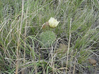 A flowering cactus