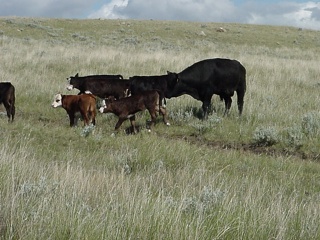 Theresa was elated to have cows in such close proximity