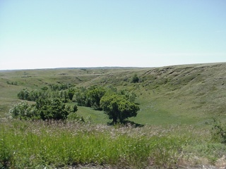 An eastern Montana forest