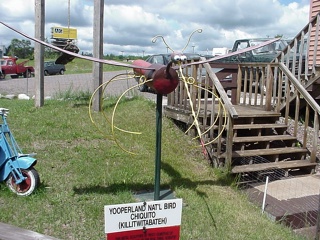 A Michigan mosquito, so they say, but we didn't actually see any worth counting...