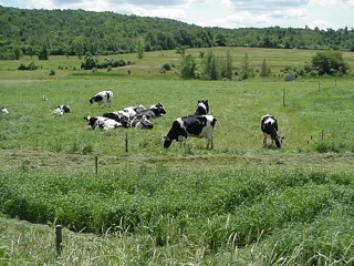 Seen any cows lately? We have!