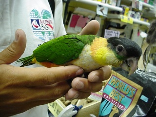 Michael's new bird, he a Cody's second, a caique