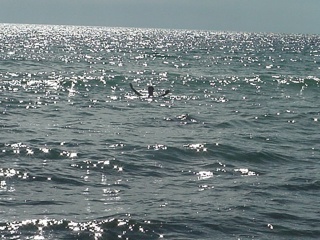 No, Brian's not drowning, he's trying to get the photographer in the water. She eventually conceded