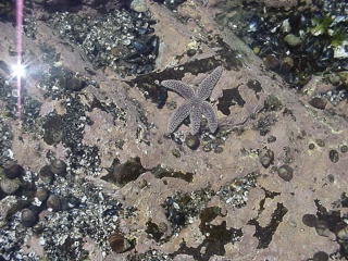 A happy little starfish