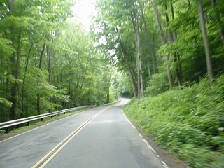 A little motion blurred Berkshire woods