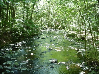A pretty stream below Dingman's Falls
