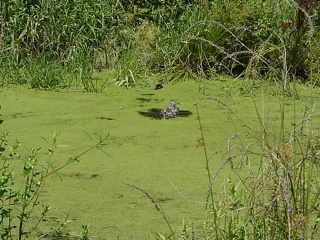 A duck and ducklings play in a small pond covered with green stuff, Brian suspects "duckweed"