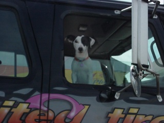 Harley, the extremely friendly tow truck co-pilot