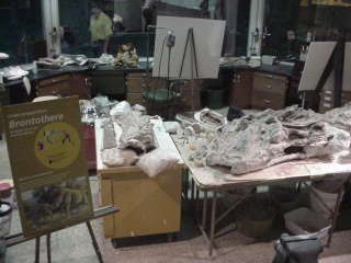 In this room they were working on a recent dinosaur find from Kazakhstan