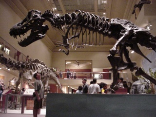 Dinosaurs!