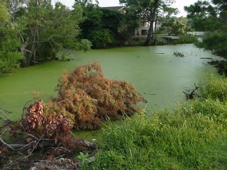 Next to what our campground map euphemistically called a "pond". The green layer on top was plant life