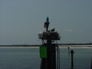 This bird looked much larger and more menacing in person