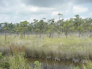 Lower North Carolina coastal areas were predominantly swampy and grassy