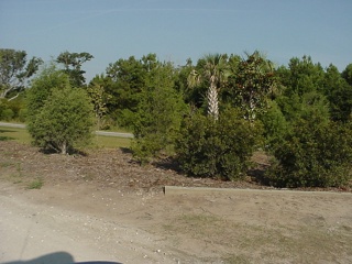 Palm trees!