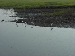 Where the number of beautiful birds we cannot identify grew by leaps and bounds...