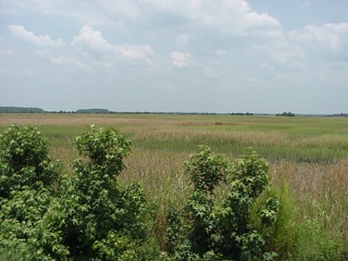 Georgia, like South Carolina and North Carolina, is mostly swampy and grassy along it's coast