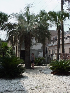Theresa and a Georgia palm