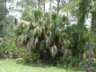 Short bushy palm trees