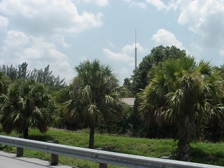 A gang of short bushy palm trees