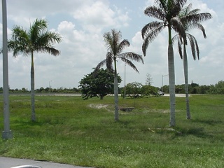 Tall, thin palm trees