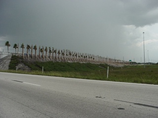 Newly planted palm trees in a row