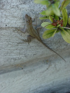 These cool little lizards are running around everywhere