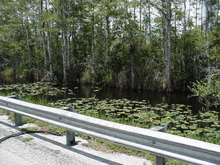 Through the northern edge of the Everglades and the Big Cypress Swamp, this canal that bordered the road was full of wildlife, including...