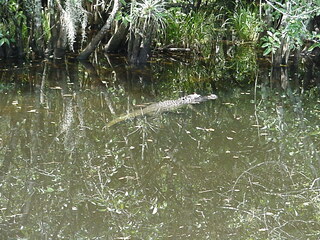 Gators!