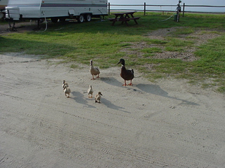 Lot of ducks stopped in to talk about our Alaska plates. No, I'm sorry, that was Floridians