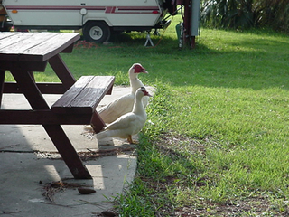 We've been seeing a lot of these ducks that appear to have chicken faces. Theresa has dubbed them "Chucks"