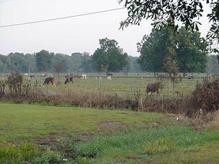 Cows in bayou country