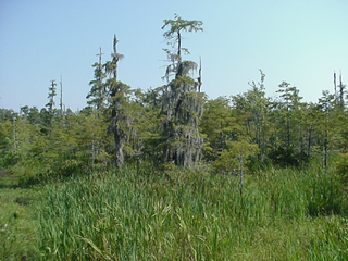 The Texas Welcome Center includes a boardwalk over a cypress swamp out back