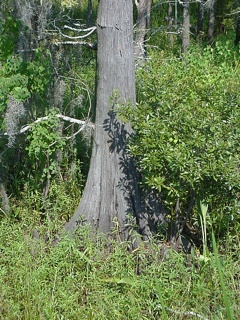 These retro cypress trees have bell bottomed trunks