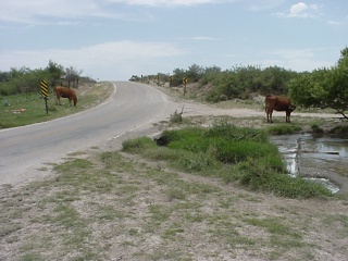A couple of cows found to first standing water we have seen all day, a little east of the Carlsbad Caverns