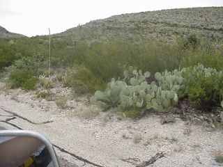 At first it was "Ooh, look cactus!", but the novelty wore off over the hours