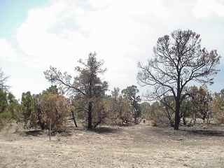 Some burnt countryside from the recent Los Alamos wildfire