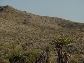 Yucca bushes in the foreground, a heavy vegetated hillside in the background