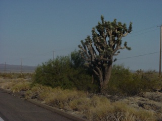 This is a Joshua Tree, pretty funky huh?