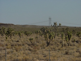 A Joshua Tree forest
