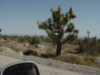 One more Joshua Tree, we are big fans